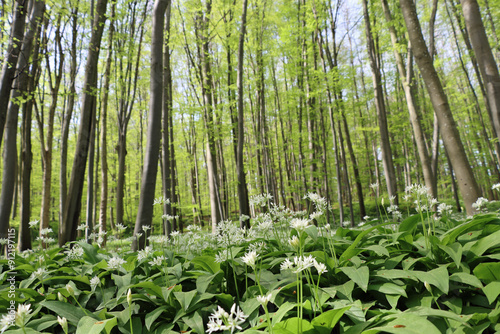wild garlic in the woods