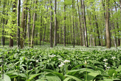 garlic in the woods