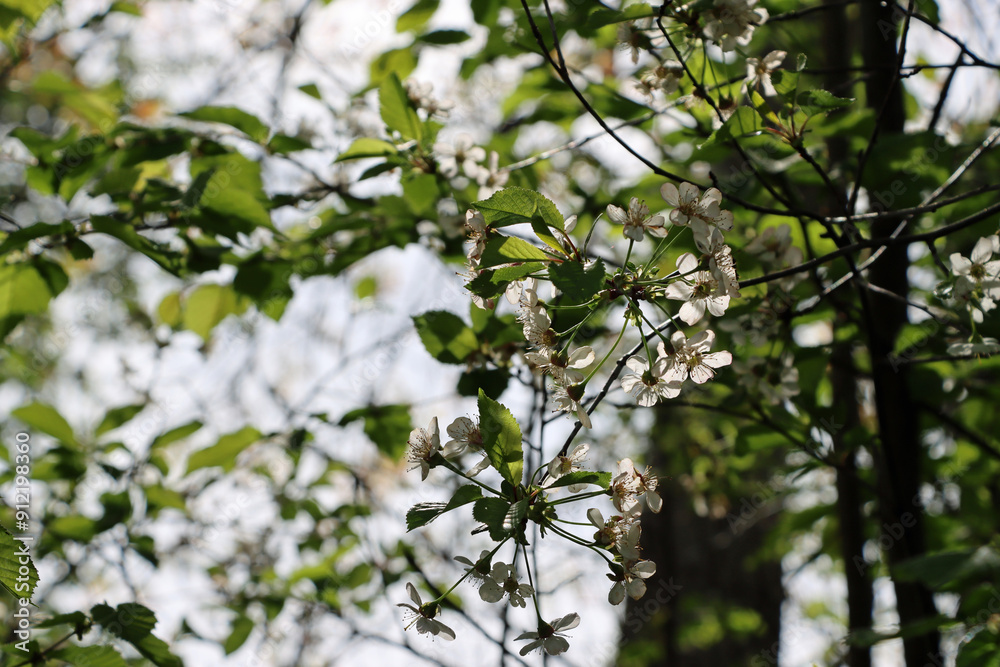 blossoming tree in spring blossoming tree in spring
