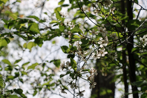 blossoming tree in spring