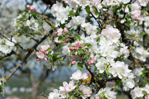 tree blossom