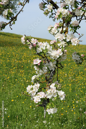 apple tree blossom