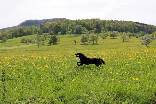 dog in the meadow