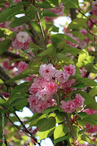 pink tree