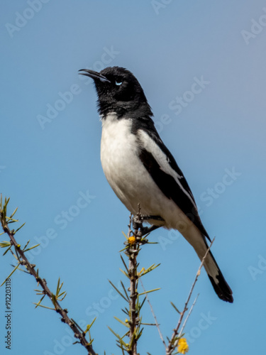 Pied Honeyeater - Certhionyx variegatus in Australia photo