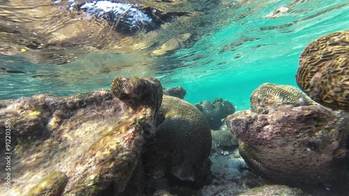 POV snorkel underwater caribbean sea, coral reef and fishes environment crstal sea water, Los Roques photo