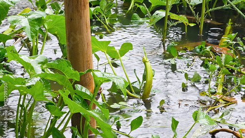 Lush green plants thriving in a rainy wetland, with water ripples