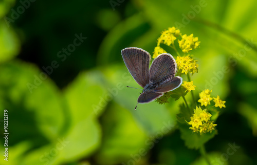 tiny butterfly on grass, Small Blue, Cupido minimus photo