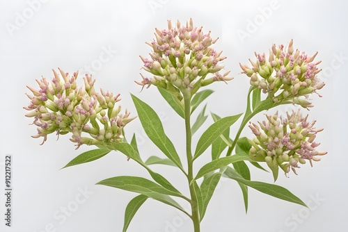 Showy milkweed flowers on white background, AI Generated photo