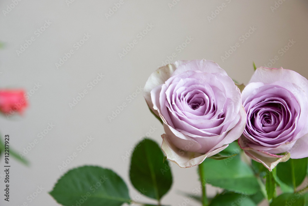 紫色の薔薇 紫色の薔薇