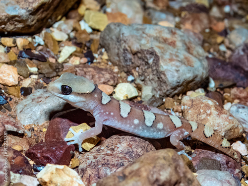 Helmeted Gecko - Diplodactylus galeatus in South Australia photo