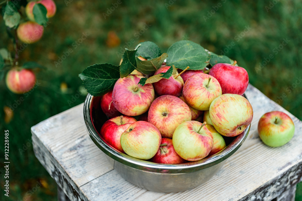 Harvesting apples. Metal bowl with ripe apples on garden background. Harvesting apples. Metal bowl with ripe apples on garden background.