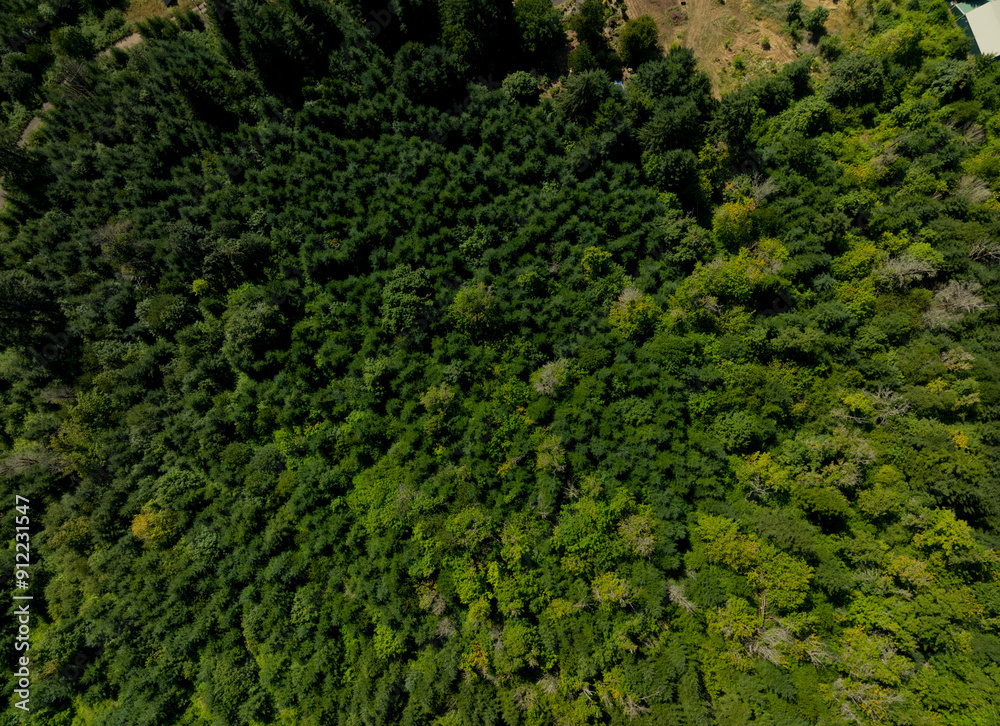 A lush green forest with trees of various sizes A lush green forest with trees of various sizes