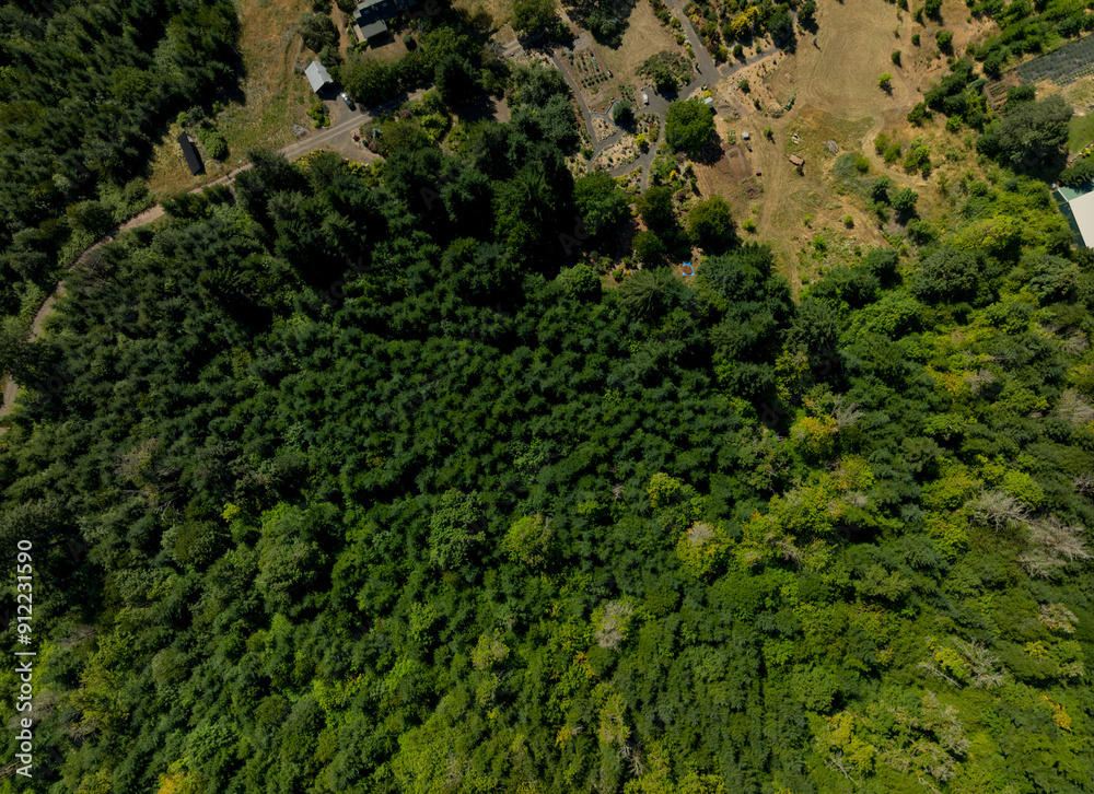 A lush green forest with a small house in the distance A lush green forest with a small house in the distance