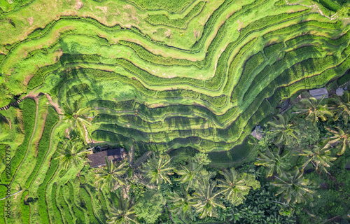 The Amazing jatiluwih rice terraces in Bali, Indonesia photo