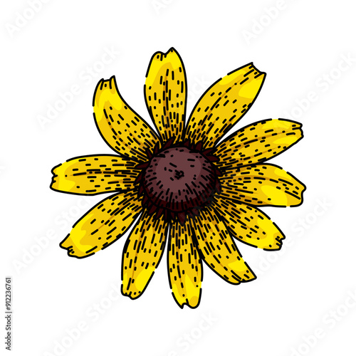 perennial black eyed susan hand drawn. yellow bloom, petals rudbeckia, summer wildflower perennial black eyed susan vector sketch. isolated color illustration