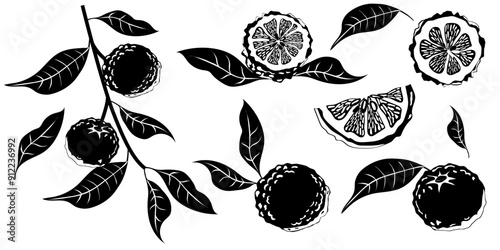 Hand drawn yuzu fruit. Set of Yuzu fruits isolated on a white background