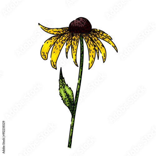 garden black eyed susan hand drawn. perennial yellow, bloom petals, rudbeckia summer garden black eyed susan vector sketch. isolated color illustration