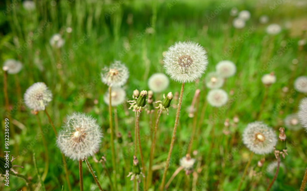 A large number of white dandelions. A field of white fluffy dandelions, a beautiful rural landscape. A large number of white dandelions. A field of white fluffy dandelions, a beautiful rural landscape.