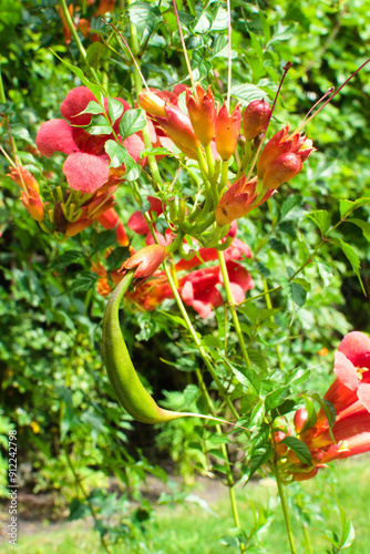 A bean and flowers of Campsis radicans.