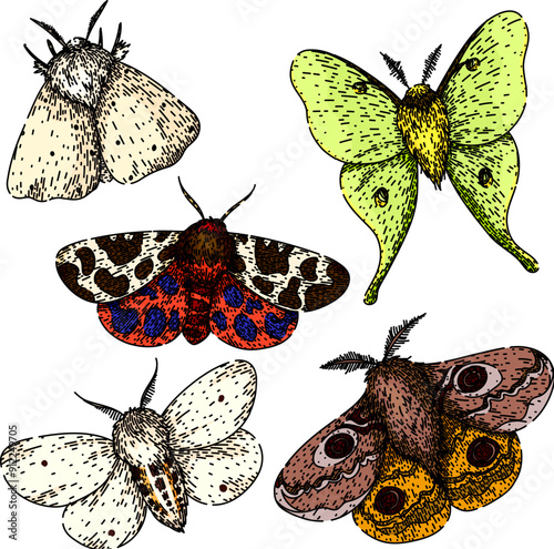 night moth set hand drawn. metamorphosis lepidoptera, scales flutter, crepuscular pheromones night moth vector sketch. isolated color illustration