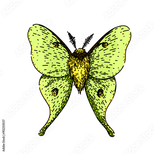metamorphosis night moth hand drawn. lepidoptera scales, flutter crepuscular, pheromones chrysalis metamorphosis night moth vector sketch. isolated color illustration