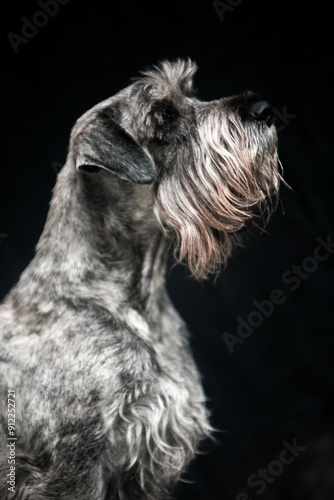 Portrait of a dog on a black background