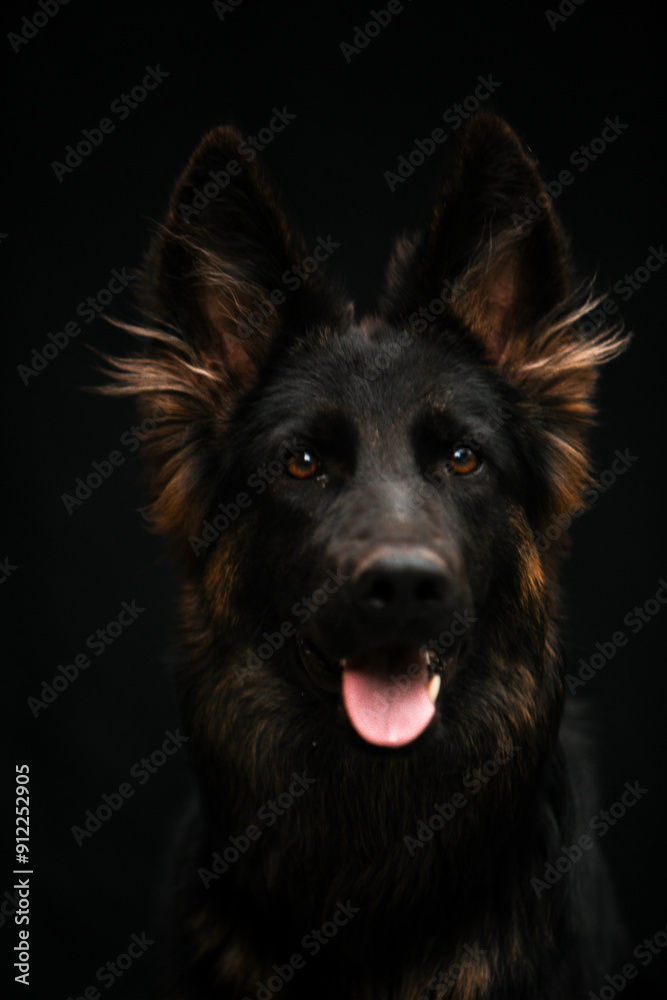 Portrait of a dog on a black background Portrait of a dog on a black background