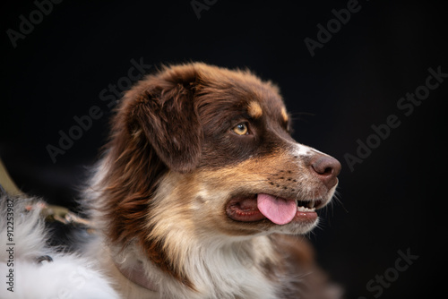 Portrait of a dog on a black background