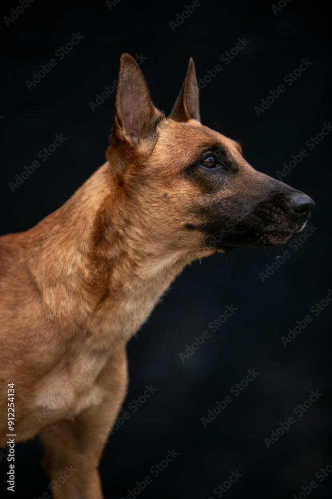 malinois portrait on black background malinois portrait on black background