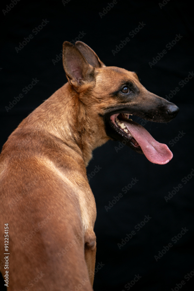 malinois portrait on black background malinois portrait on black background