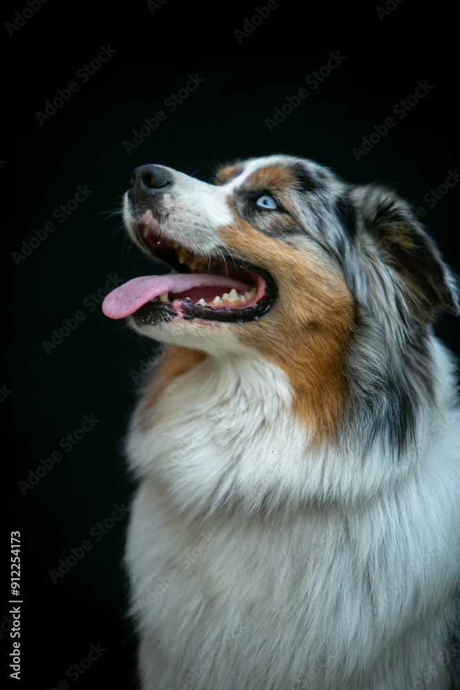 Portrait of an Aussie dog on a black background Portrait of an Aussie dog on a black background