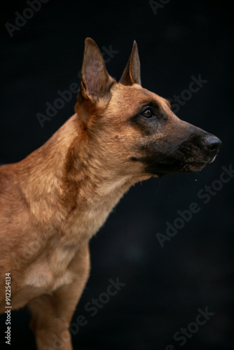 malinois portrait on black background