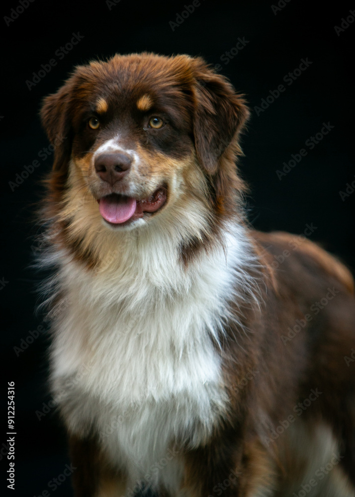 Portrait of an Aussie dog on a black background Portrait of an Aussie dog on a black background