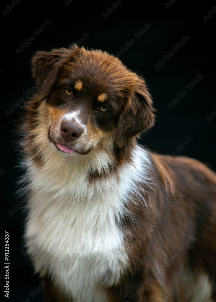 Portrait of an Aussie dog on a black background Portrait of an Aussie dog on a black background
