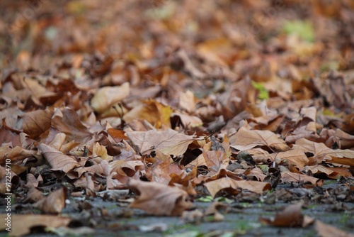 Autumn scene featuring a ground covered with dry, fallen leaves in shades of brown, creating a textured, seasonal landscape with a shallow depth of field.