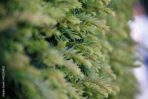 Close-up of lush green foliage with soft focus, highlighting the intricate texture and natural beauty of the plant in a serene outdoor setting.