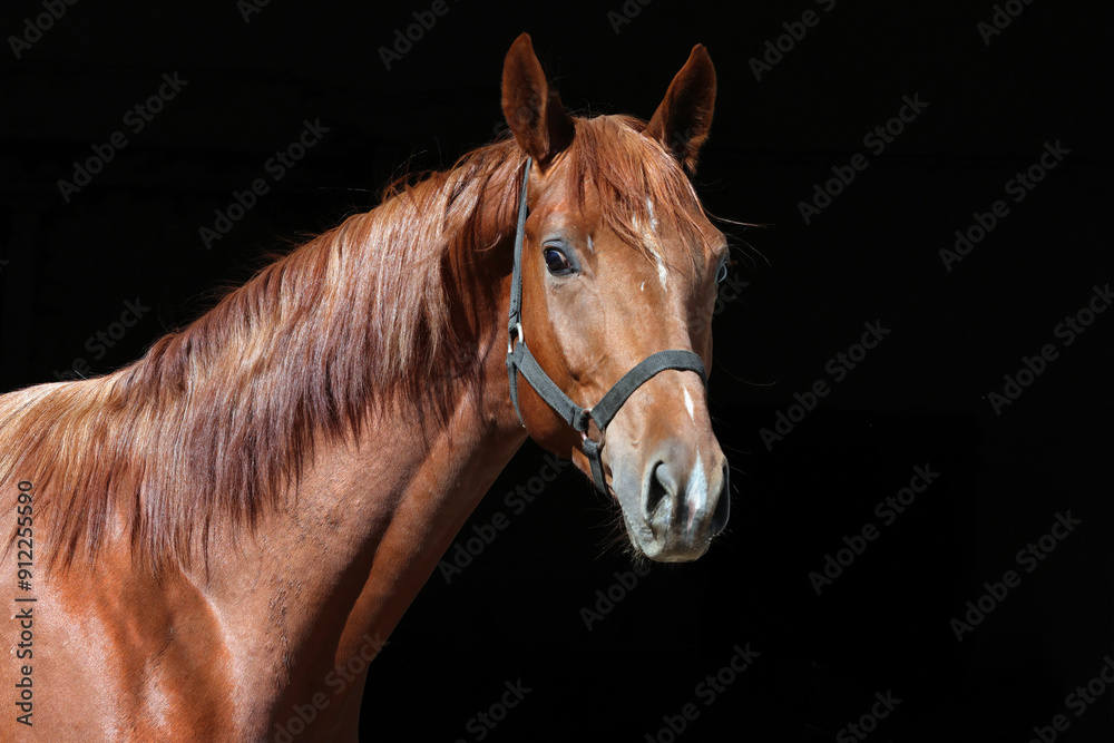 Beautiful bay race horse standing in the stable door
