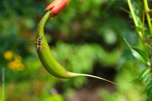 A wasp sitting on a bean of Campsis radicans.