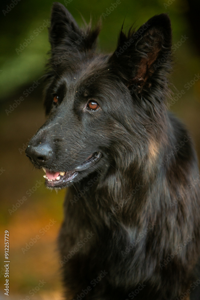Black German Shepherd Portrait Black German Shepherd Portrait
