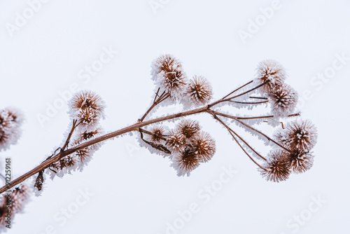 Winter in The Netherlands; close up of a frost covered dead Dipsacus plant
 photo