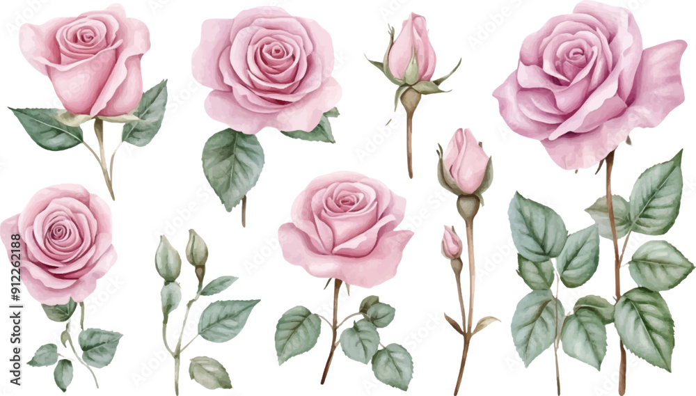 A set of pink roses with leaves, vector illustration on white background A set of pink roses with leaves, vector illustration on white background