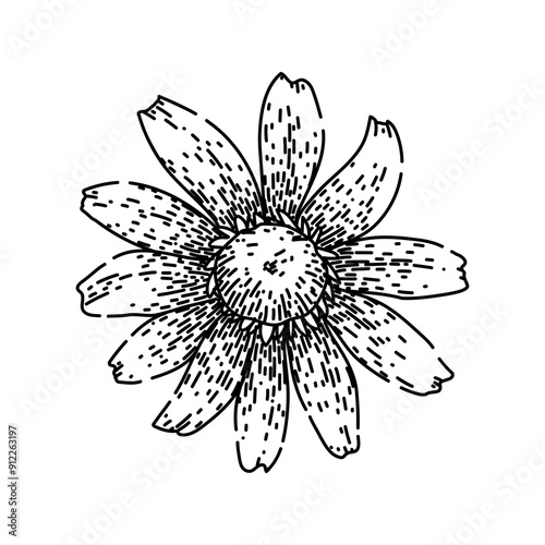 perennial black eyed susan hand drawn. yellow bloom, petals rudbeckia, summer wildflower perennial black eyed susan vector sketch. isolated black illustration