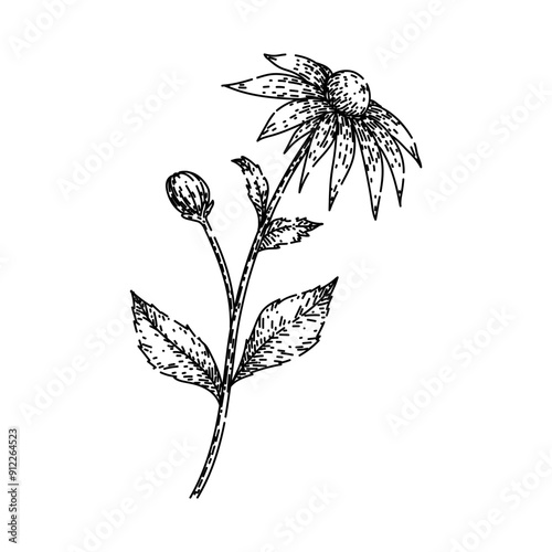 Foto plant black eyed susan hand drawn