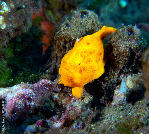 A small orange Frogfish on corals Dauin Philippines photo