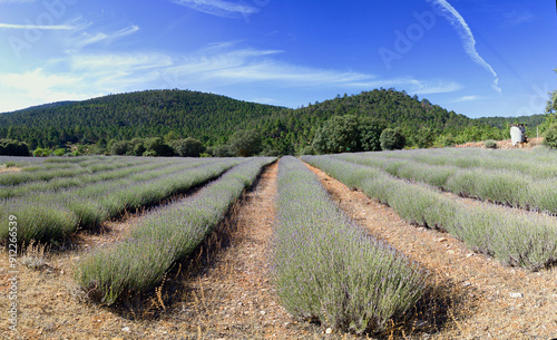Lavender field in the Sierra del Segura, province of La Albacete, Spain