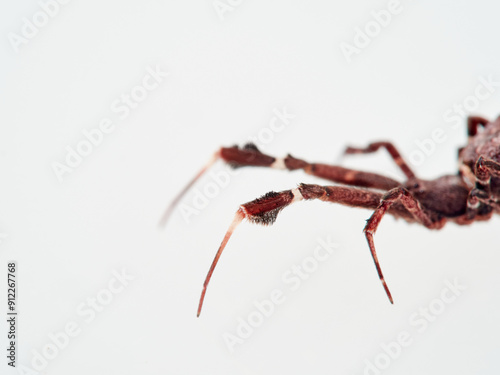 Feather legged Lace Weaver. Uloborus plumipes photo