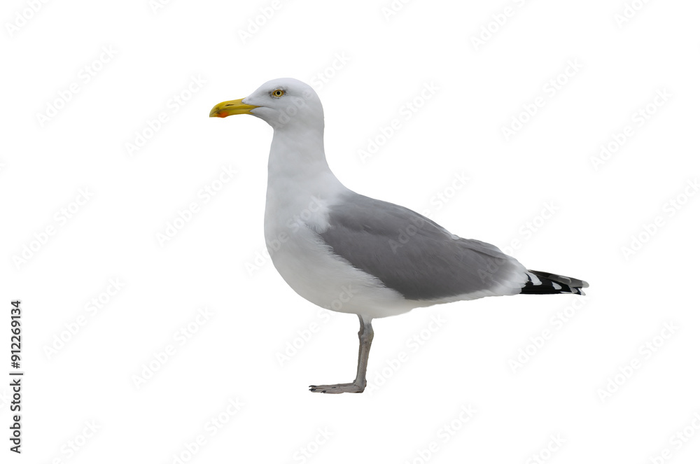 Larus cachinnans isolated on white background Larus cachinnans isolated on white background