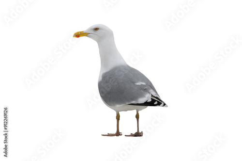  Larus cachinnans isolated on white background