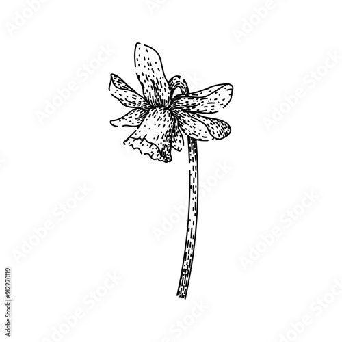 flower daffodil hand drawn. bloom spring, yellow bulb, narcissus perennial flower daffodil vector sketch. isolated black illustration